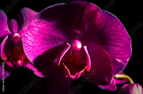 Fototapeta Naklejka Na Ścianę i Meble -  rote Orchidee mit schwarzem Hintergrund
