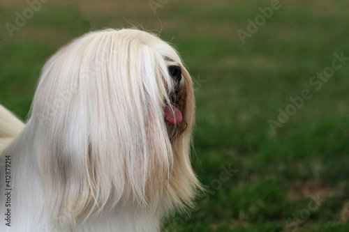 Lhasa Apso photo