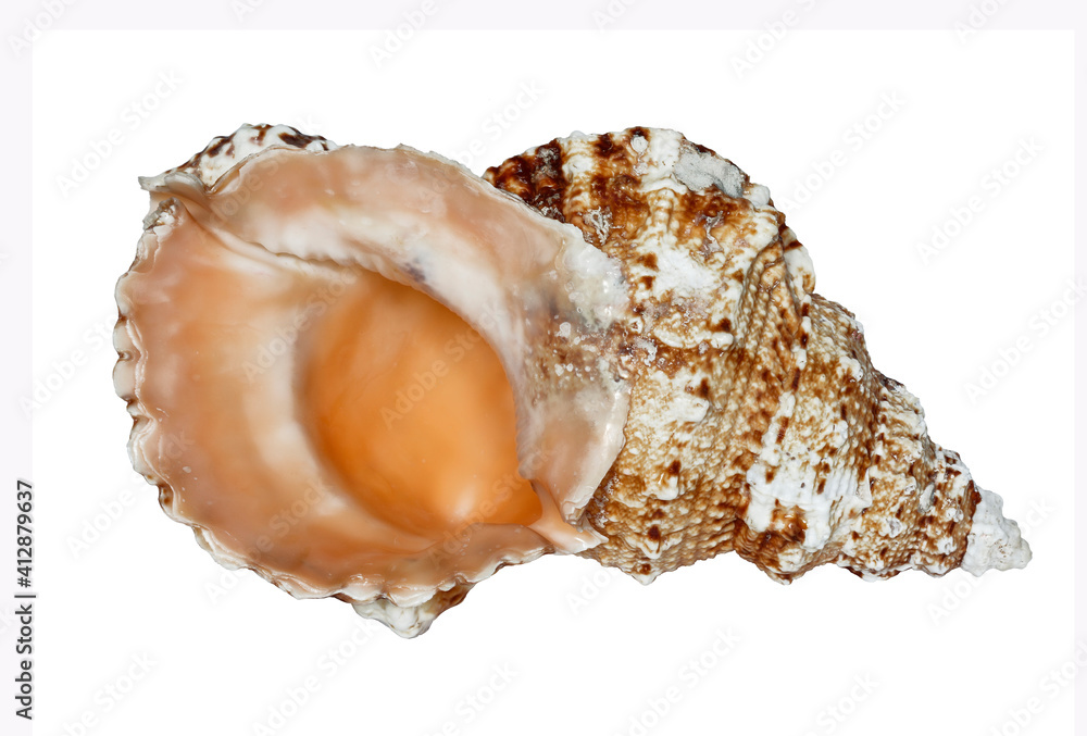 Sea shell (tutufa rubeta) on a white background isolated, Sea shell (tutufa rubeta) on a white background isolated, close-up Sea shell (tutufa rubeta) on a white background isolated, Sea shell (tutufa rubeta) on a white background isolated, close-up