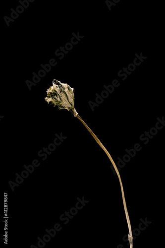 Dried dead marigold flower isolated on black background. Sample of a flower in oriental style with pastel colors.