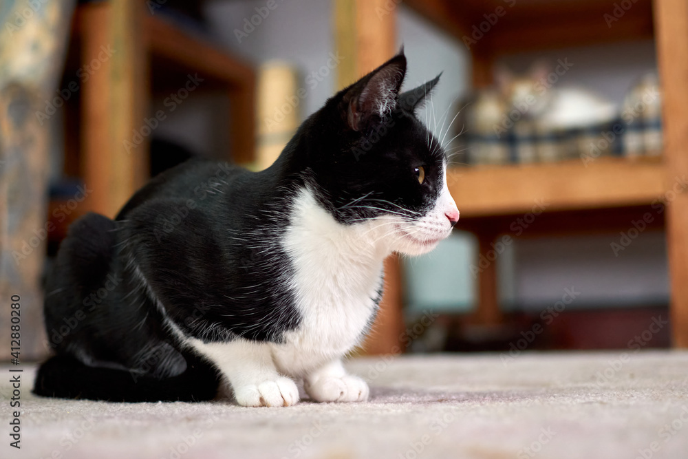 Selective focus shot of a black and white cat lying on the floor Selective focus shot of a black and white cat lying on the floor