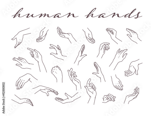Collection of human hands  in different gestures and posses isolated on white background. Vector hand drawn line art illustration. For banners, ads, emblems, tags, packaging, logo, advertisement.