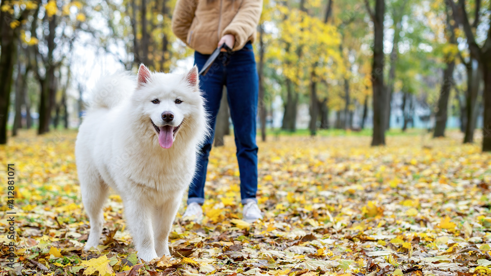 Woman with her dog in a park, autumn Woman with her dog in a park, autumn