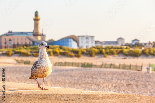 Seabird and Beach Architecture / Seagull on walk near sandy beach and famous landmarks of Rostock - Warnemunde, Germany (copy space)