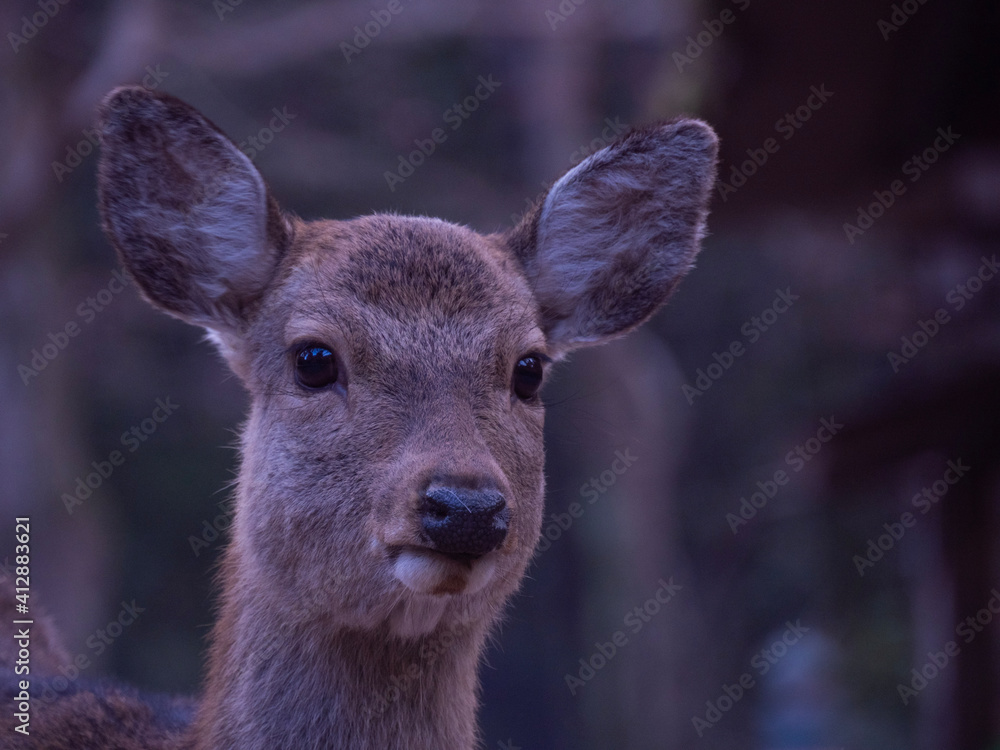 deer in the woods deer in the woods