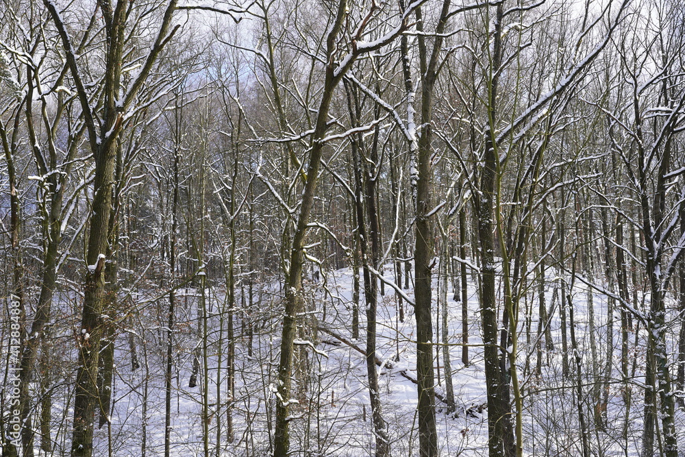 Weiße winterliche Waldlandschaft (Berlin, Grunewald) Weiße winterliche Waldlandschaft (Berlin, Grunewald)