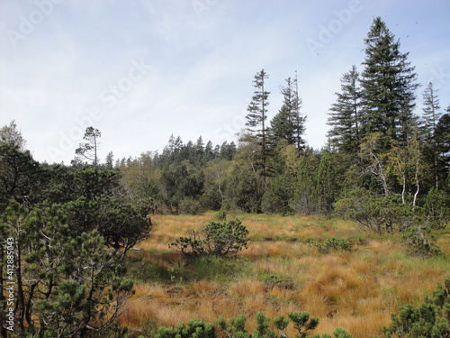 A raised bog near Dornbirn, Austria, Lake Constance photo