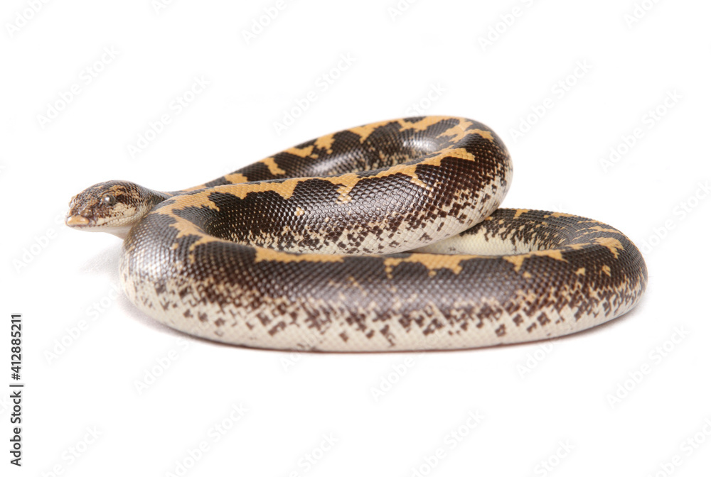 Obraz premium Kenyan sand boa