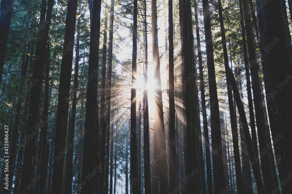 Sunlight shining through lush, temperate rainforest