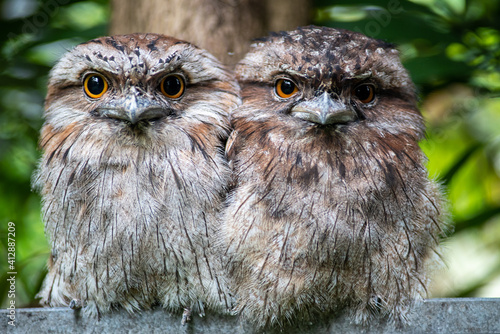 Canvas Print tawny frogmouth , Australian bird, NSW, Manly Beach