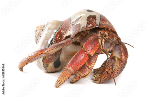 Canvas Print Caribbean hermit crab