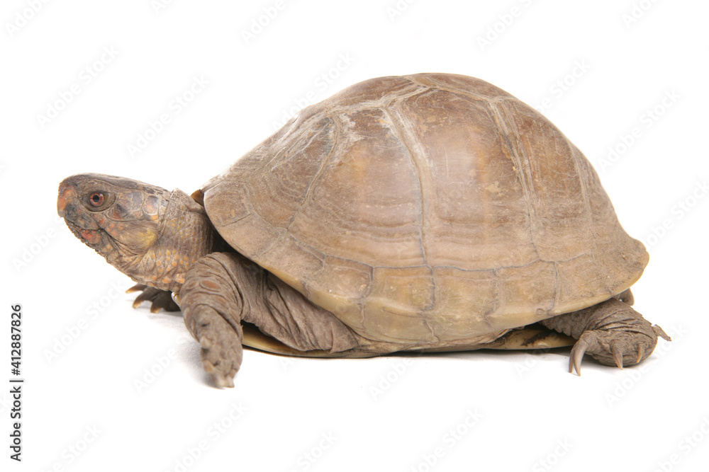 Naklejka premium Three-toed box turtle