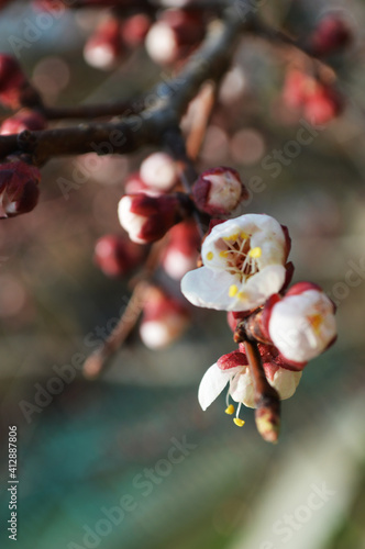 Spring is coming, fowering tree, Nice picture with several green and pink branches close-up. Bright colors. Seasonal beauty. photo