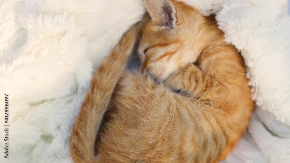 Cute ginger kitten curled up on a fluffy white blanket. Hygge and cozy morning concept Cute ginger kitten curled up on a fluffy white blanket. Hygge and cozy morning concept