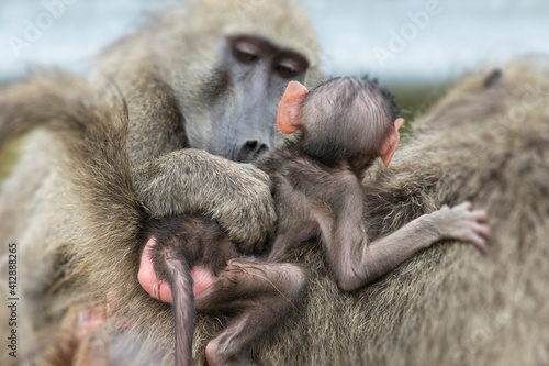 Canvas Print Baboon looking at the new born baby of another female baboon.