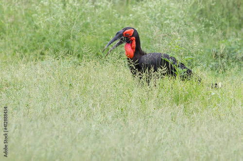 Ground hornbill in green grass after good rains in the Kruger National Park