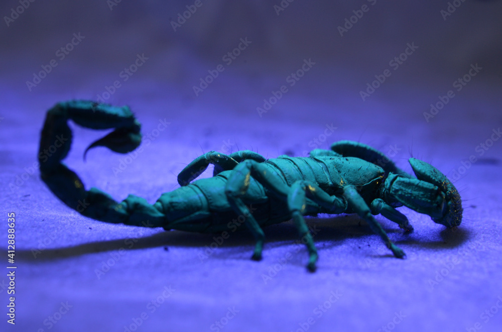 Fototapeta premium Emperor scorpion
