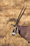 Oryx, Common Beisa, Oryx Beisa, profile side view with long straight horns, Samburu National Reserve, Kenya, Africa. Endangered animal seen on African wildlife safari