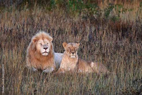 Beautiful Lion and lioness in the savanna. A pair of lions are resting in the dried grass. Family of African Lions looking