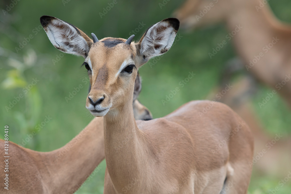 Impala antelope in kruger national park