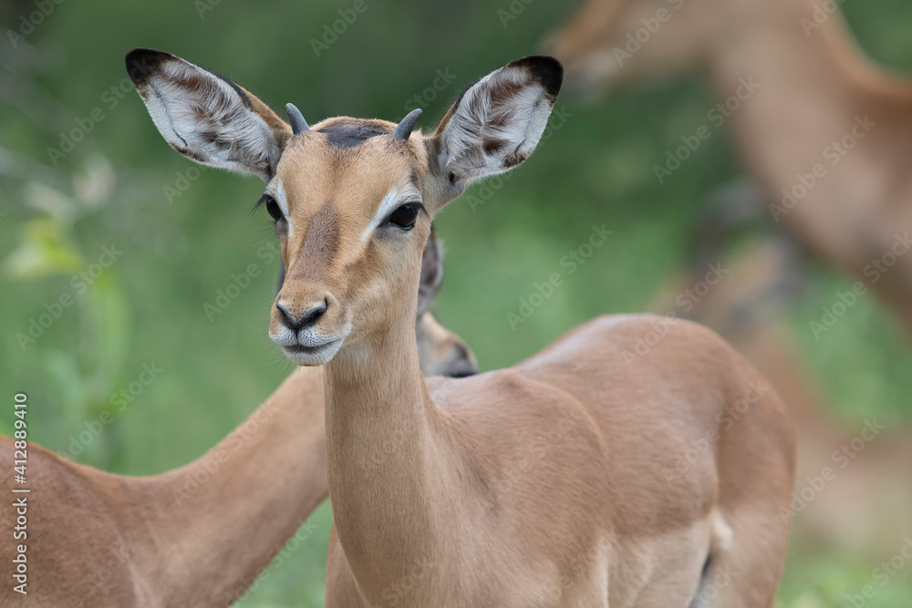 Impala antelope in kruger national park Impala antelope in kruger national park