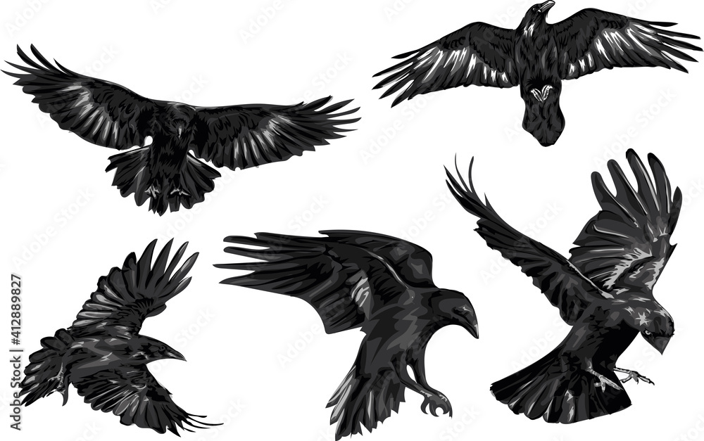 Fototapeta premium Set of high quality ravens - vector art
