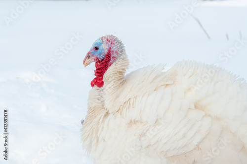 Young white turkey walks in the snow on winter grazing close-up