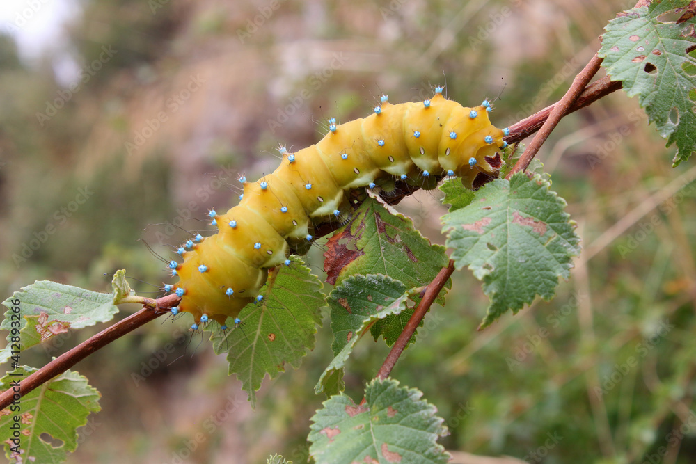 Naklejka premium Chenille de Grand Paon de nuit Saturnia pyri