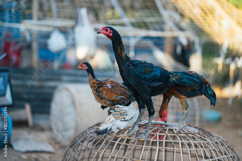 Black young chickens, native to Thailand.