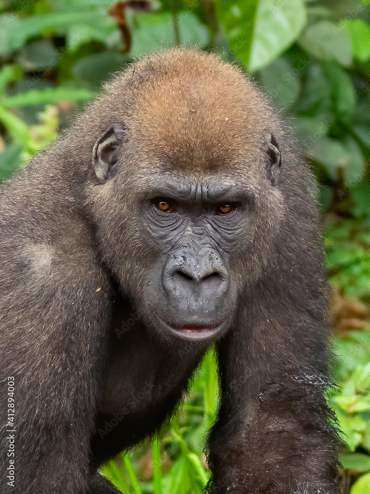A Western gorilla (Gorilla gorilla) Africa Gabon. A Western gorilla (Gorilla gorilla) Africa Gabon.
