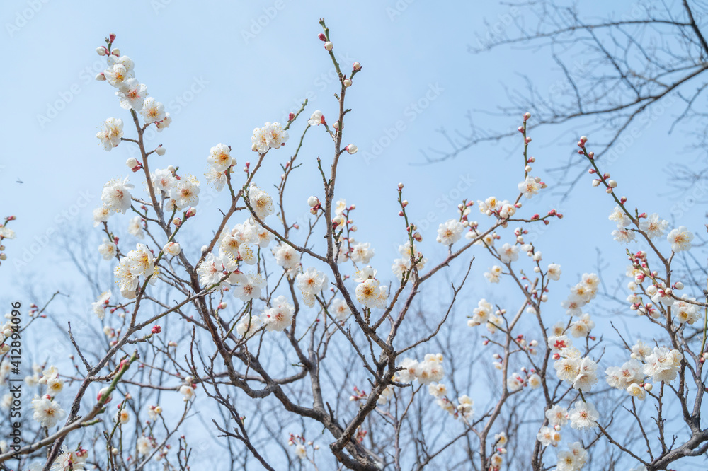 梅の花 梅の花