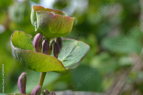 Young leaves and buds of the inflorescence of the decorative liana honeysuckle Lonicera caprifolium. Spring natural green background