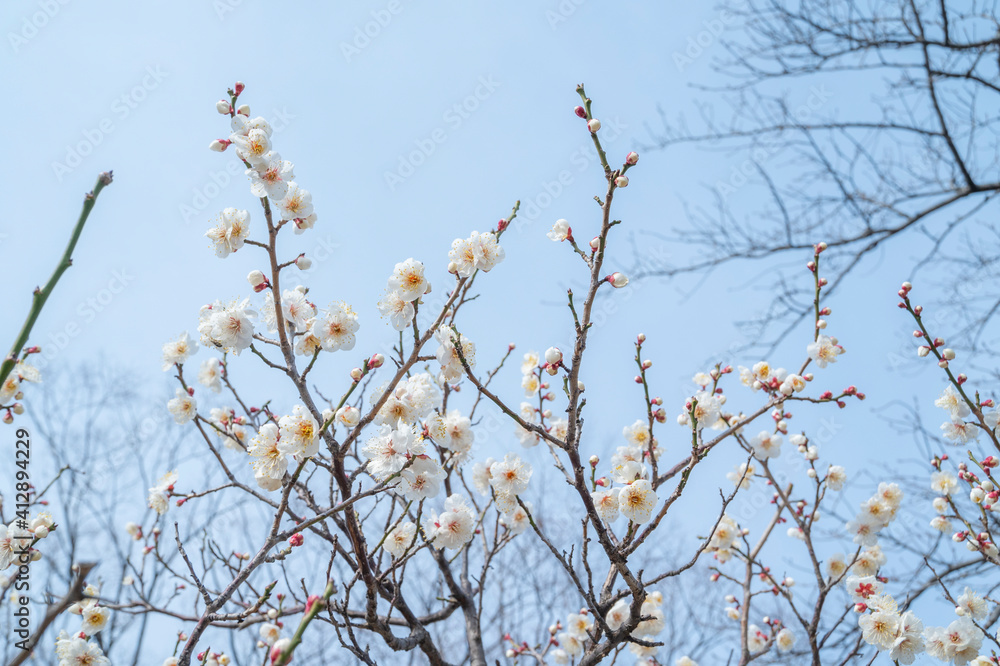 梅の花