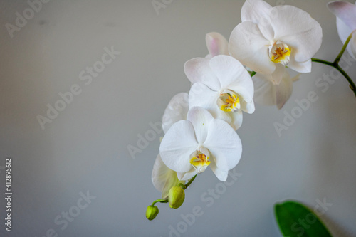 white orchid flower