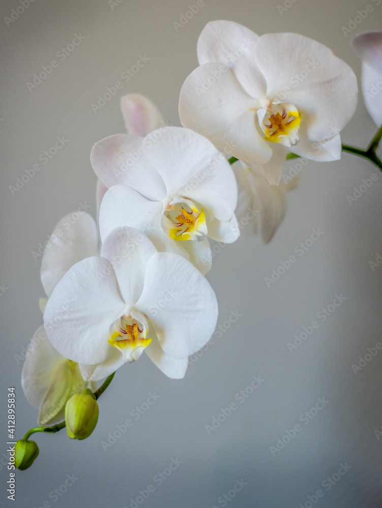 white orchid flower white orchid flower