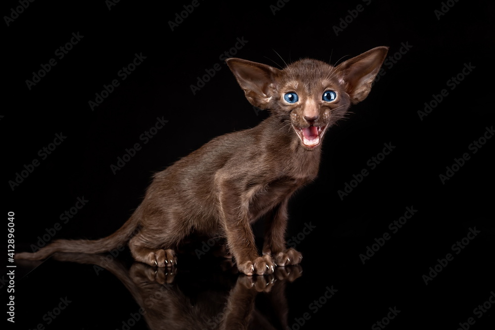 Little kitten of oriental cat breed of solid chocolate brown color with blue eyes is sitting against black background and meowing