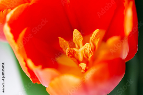 Tulip flower close-up. Incredible orange color, natural beauty of details. The concept of spring, femininity, sensuality.