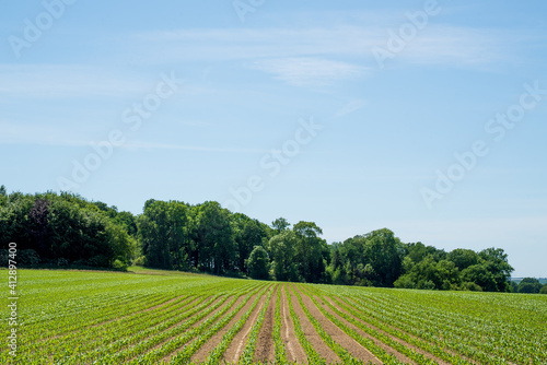 Summer countryside landscape in Belgium