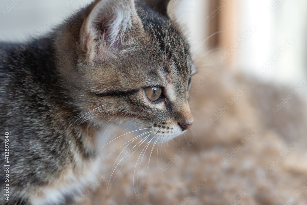 Little touching tabby kitten. Portrait. Advertisement backdrop cat products, veterinary service and on occasion of International Cat Day. Little touching tabby kitten. Portrait. Advertisement backdrop cat products, veterinary service and on occasion of International Cat Day.