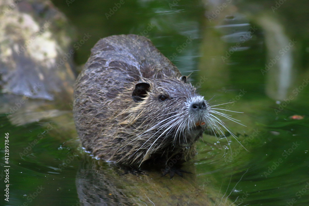 Ragondin Myocastor coypus dans son environnement Ragondin Myocastor coypus dans son environnement