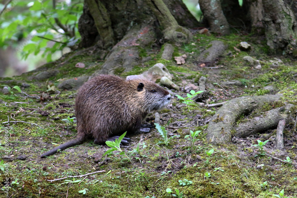 Ragondin Myocastor coypus dans son environnement Ragondin Myocastor coypus dans son environnement