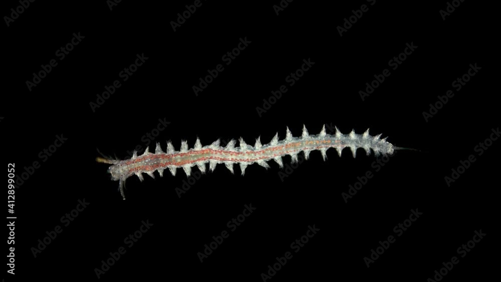 Worm Platynereis sp. under the microscope, Class Polychaeta, Nereididae Family, used to study the development of embryogenesis. Sample found in the Black Sea Worm Platynereis sp. under the microscope, Class Polychaeta, Nereididae Family, used to study the development of embryogenesis. Sample found in the Black Sea