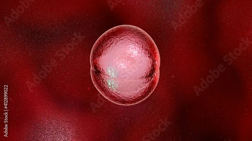Mitosis.Cell Division or Cloning Cells under the microscope, stem cells dividing. Human cell, embryo. 3d animation   photo