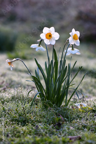 Jonquille ornementale Narcissus dans un matin froid photo