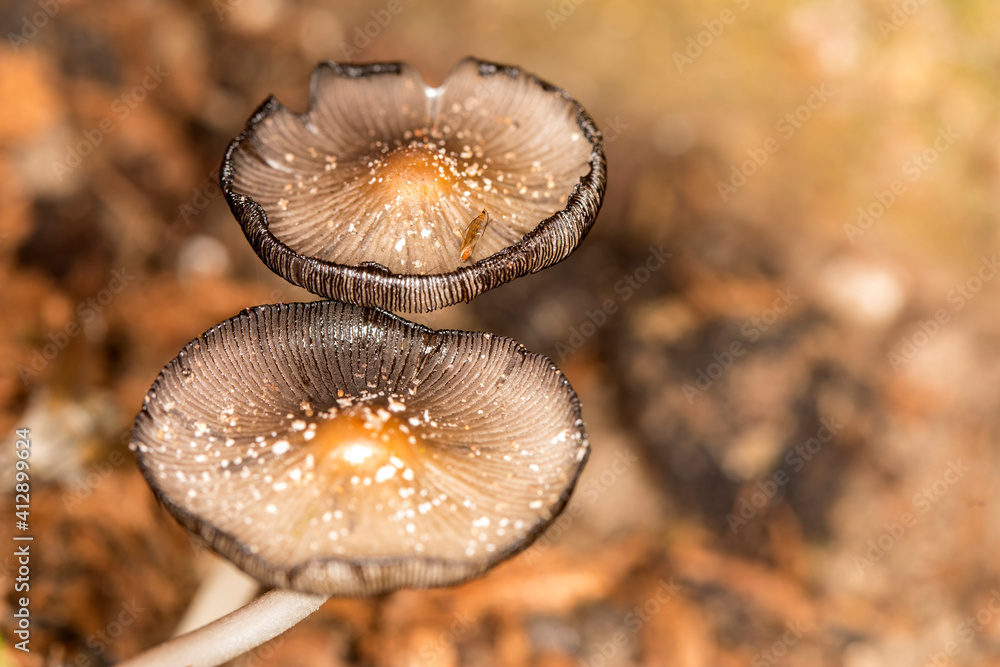 Mushrooms in a rainforest Mushrooms in a rainforest