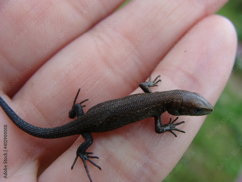 Obraz premium lizard on a hand