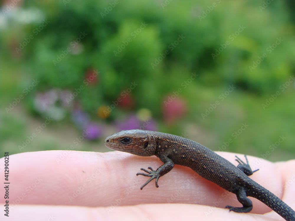 Naklejka premium lizard on a hand