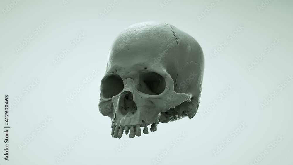 Human skull in full face on saturated colors on a light background. The concept of death, horror. Spooky Halloween symbol, virus. 3d render illustration. Human skull in full face on saturated colors on a light background. The concept of death, horror. Spooky Halloween symbol, virus. 3d render illustration.