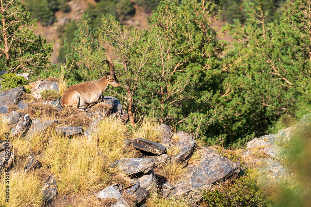 mountain goat in Sierra Nevada in southern Spain mountain goat in Sierra Nevada in southern Spain