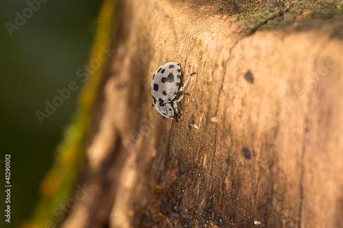 Black and white velvet bug in a rainforest